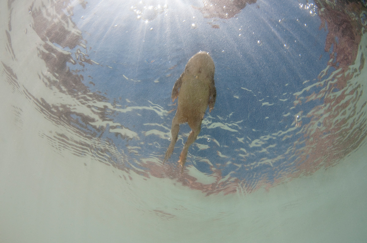 Picture of a Rocky Mountain toad swimming in the Little Colorado tributary in Arizona