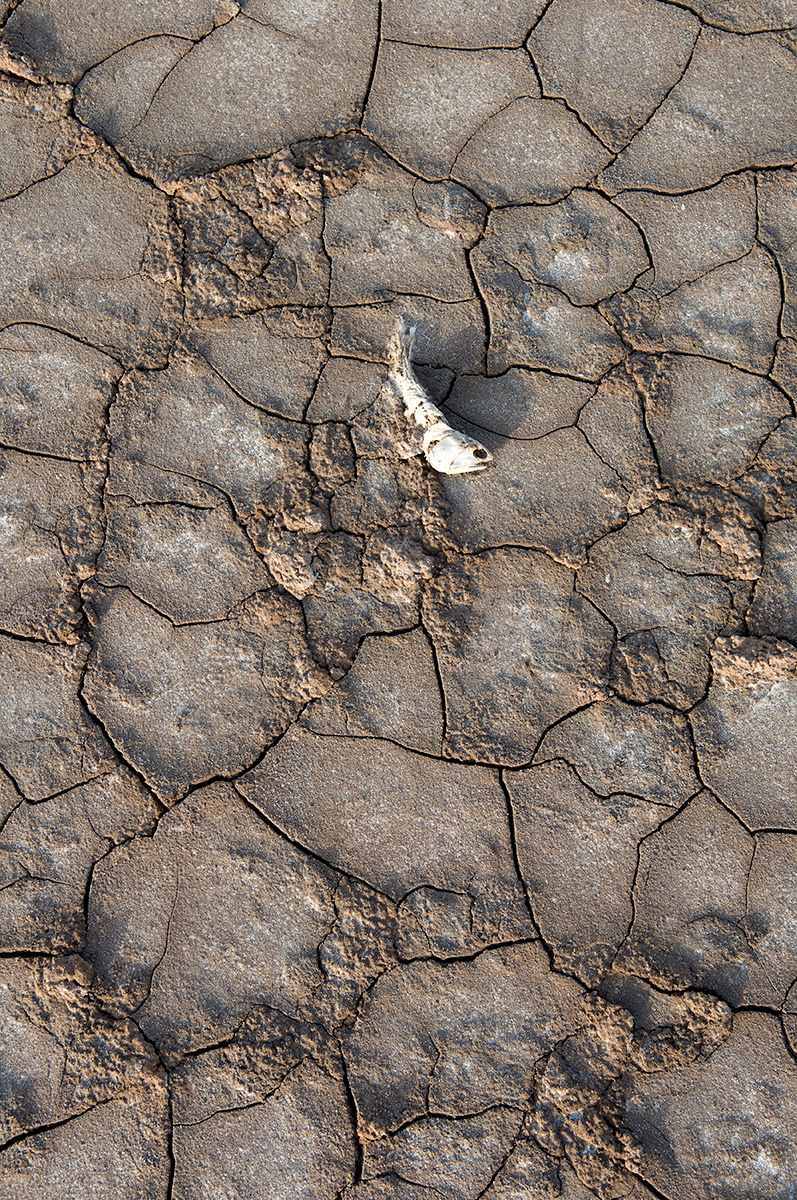 Picture of a fish skeleton in the dry, cracked Colorado River Delta mud.