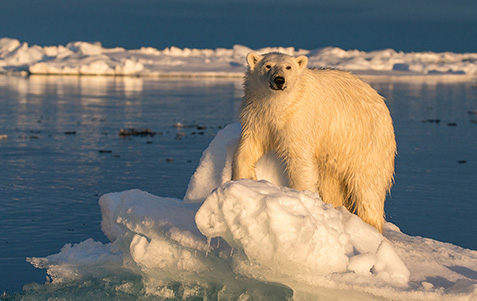 Innovations inspired by colder climes