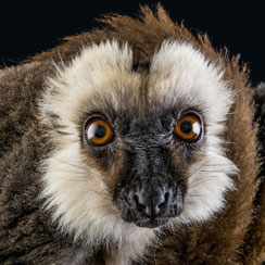 Picture of a white-fronted lemur