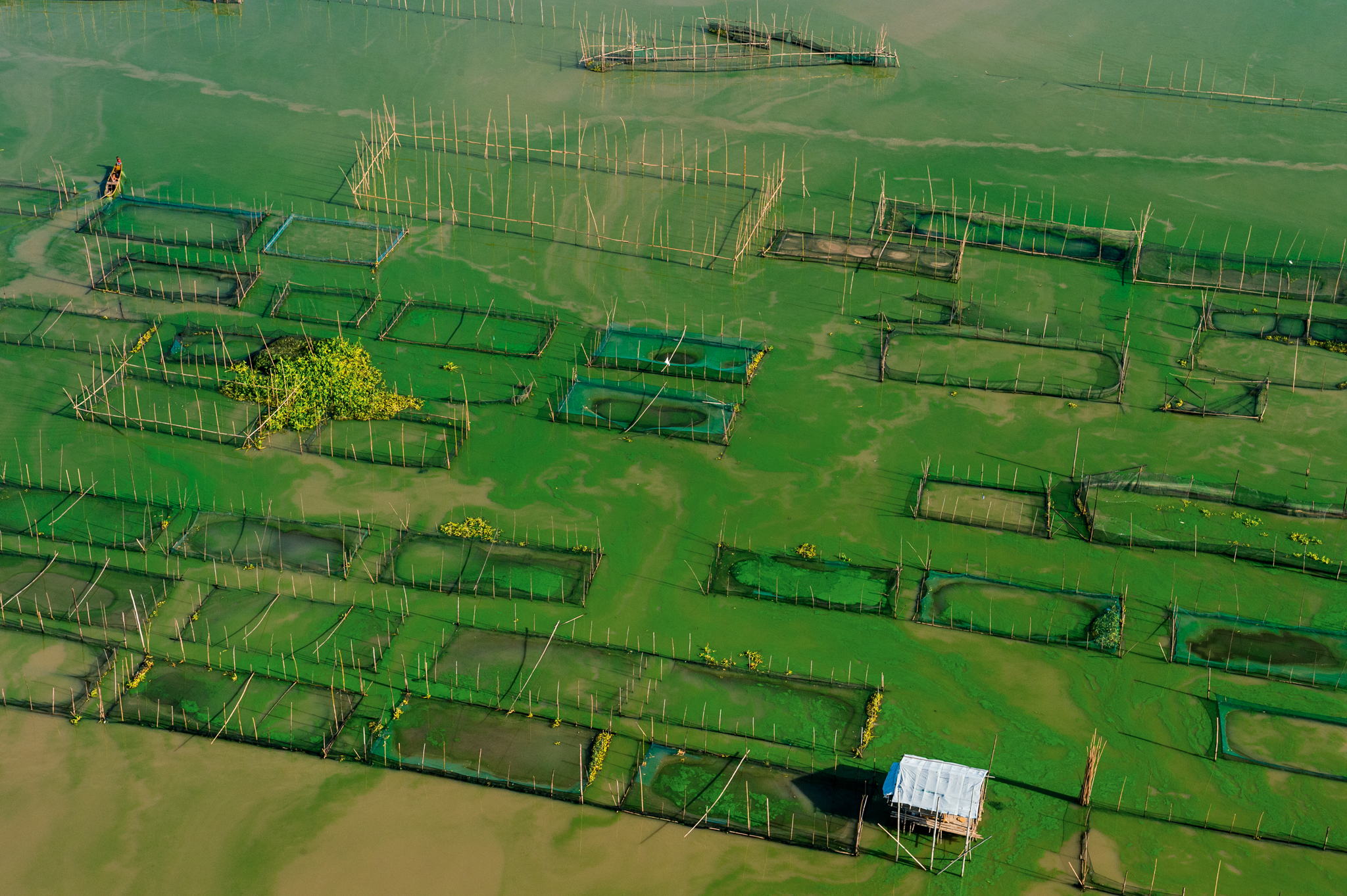 Picture of tilapia pens in the Philippines