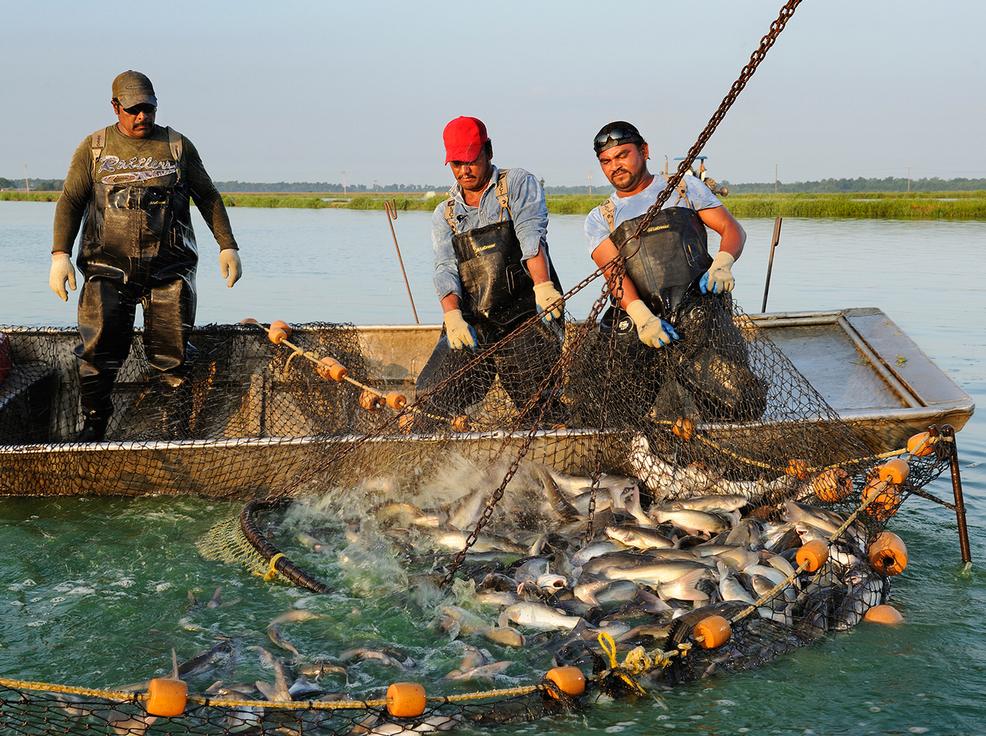 Picture of a catfish farm in Mississippi