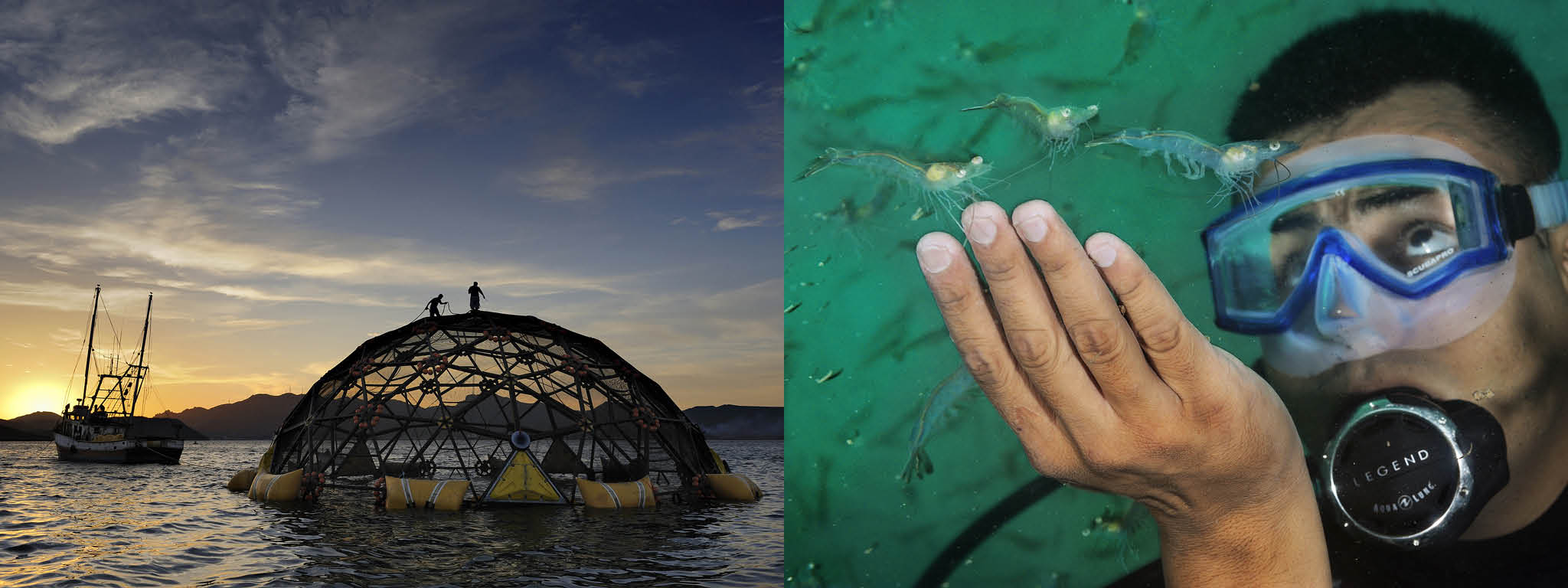 Picture of a shrimp cage in the Gulfof California and Gustavo Valdez inspecting shrimp