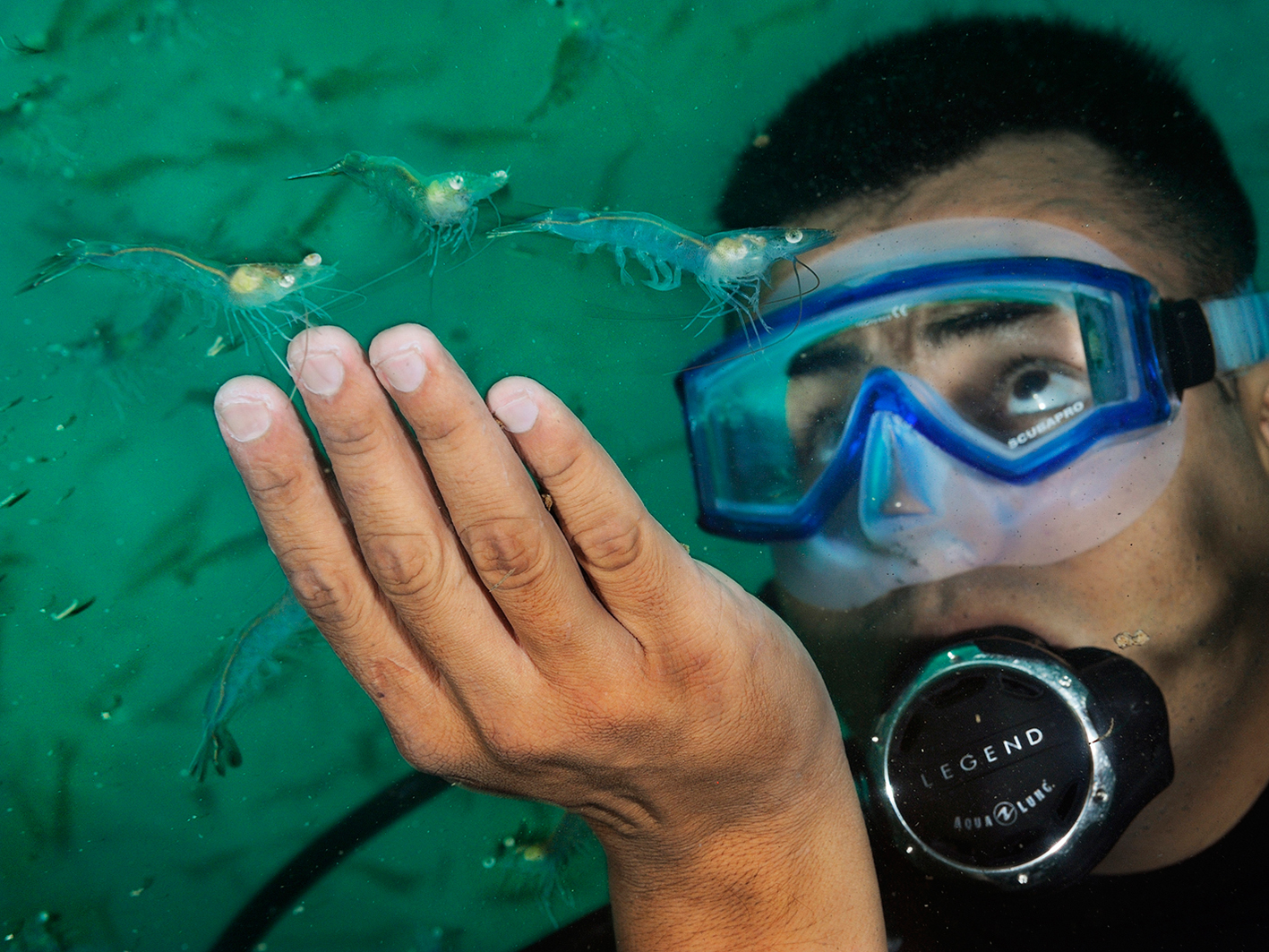 Picture of Gustavo Valdez inspecting shrimp