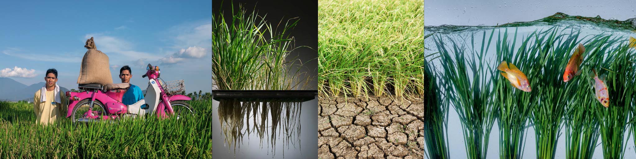 Pictures of rice agriculture