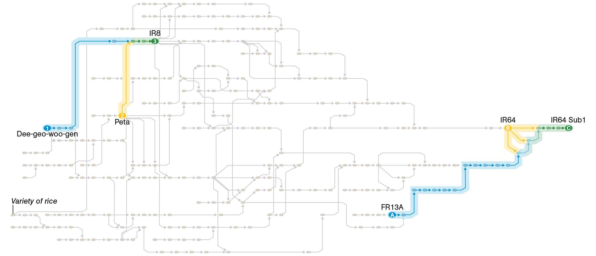 Graphic of rice pedigree