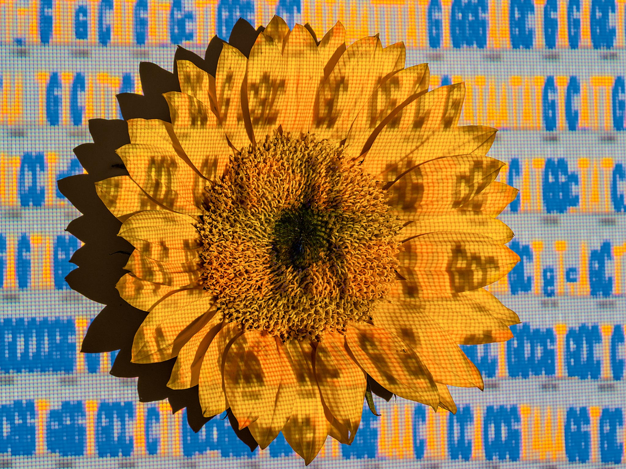 Picture of genetic code projected onto a sunflower
