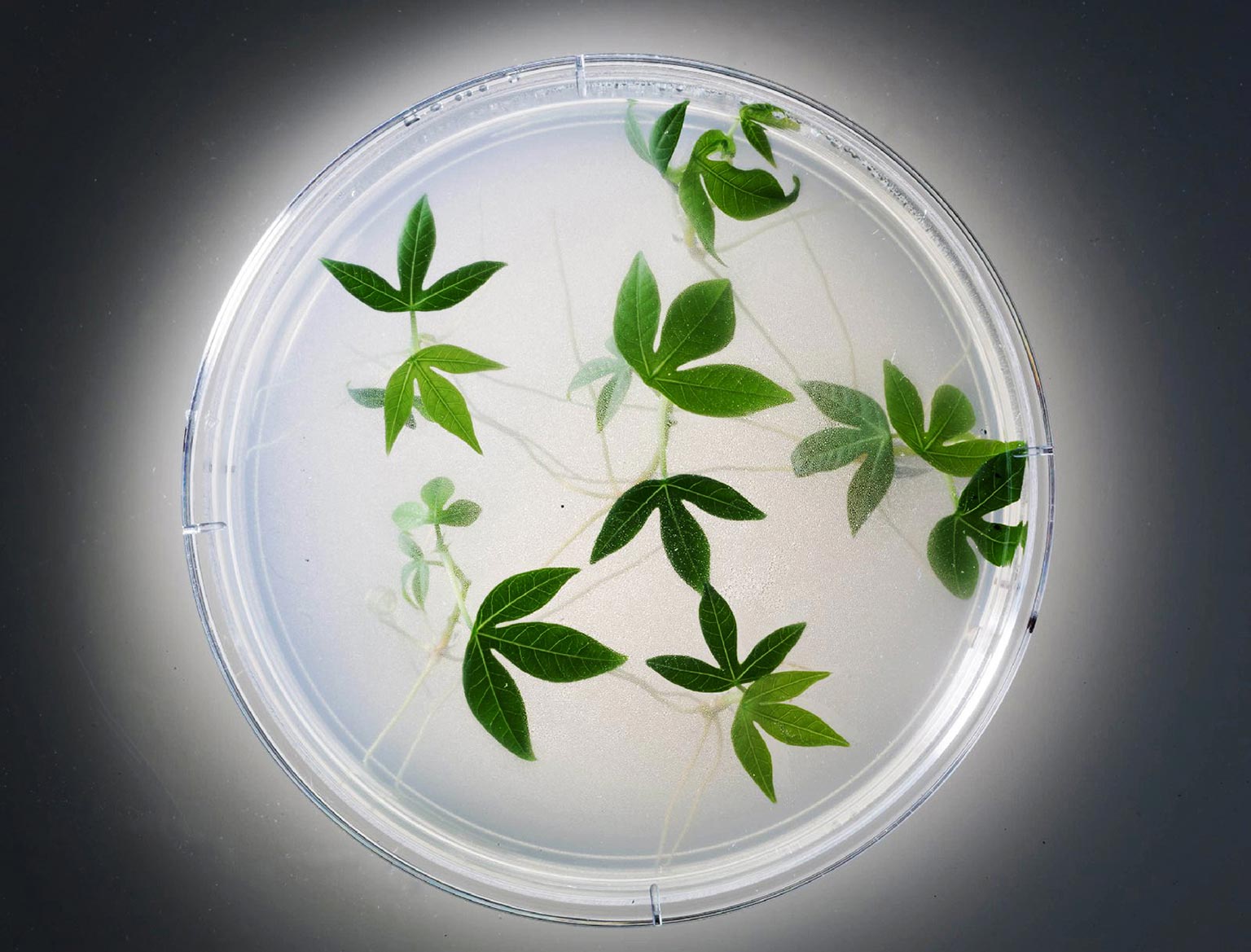 Picture of genetically engineered cassava plants