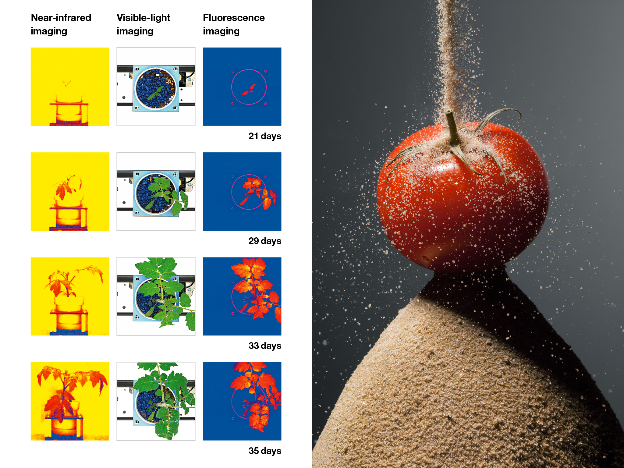 Picture of tomato growth
