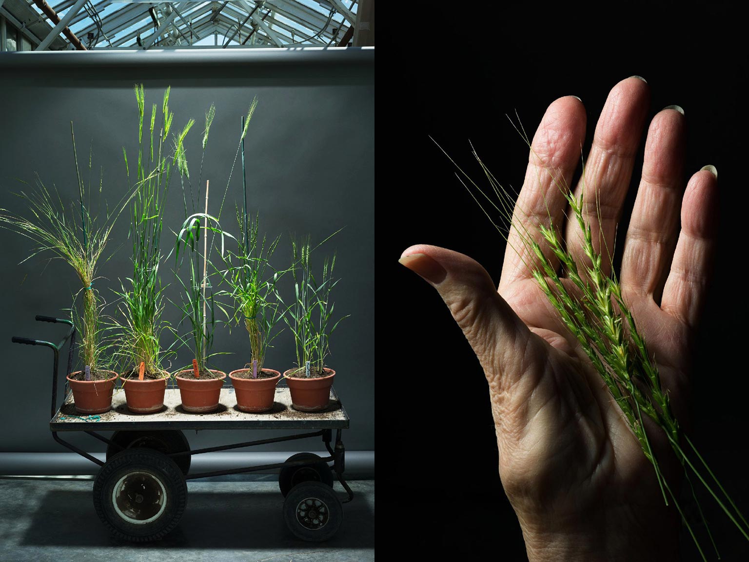 Picture of different varieties of wheat