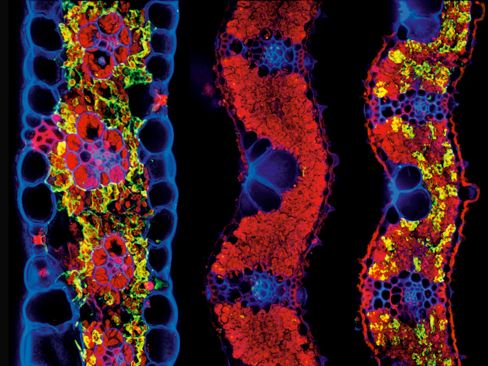 Picture of a cross section of corn, rice, and genetically manipulated rice