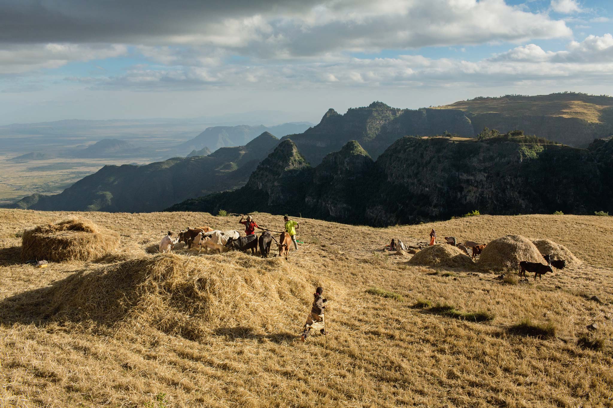 Picture of a wheat harvest in Ethiopia