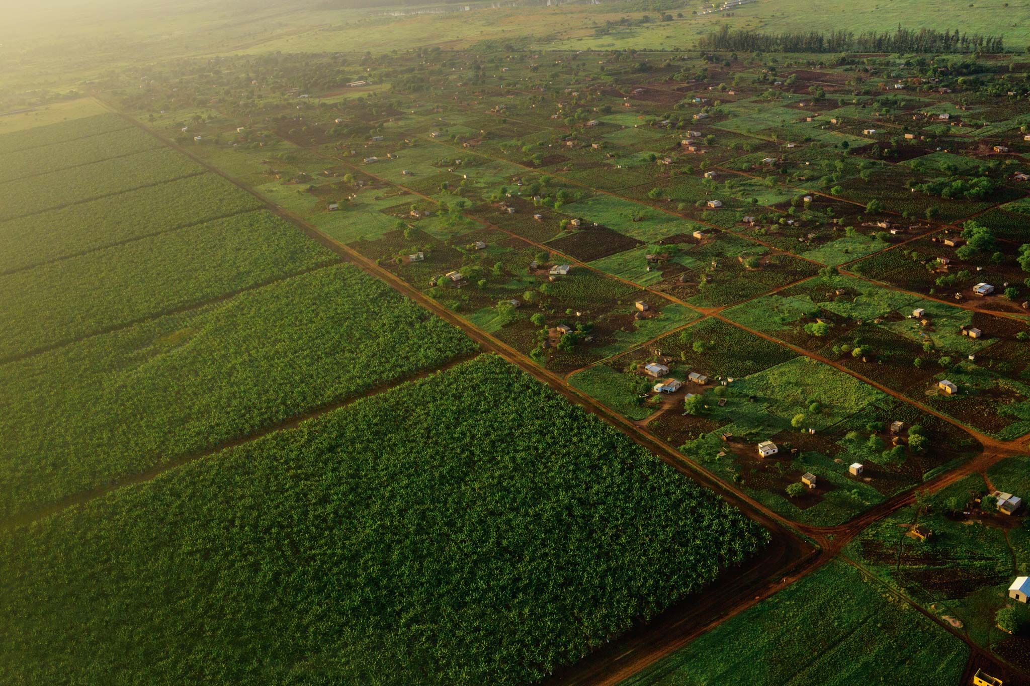 Picture of plantations and small farms outside Maputo