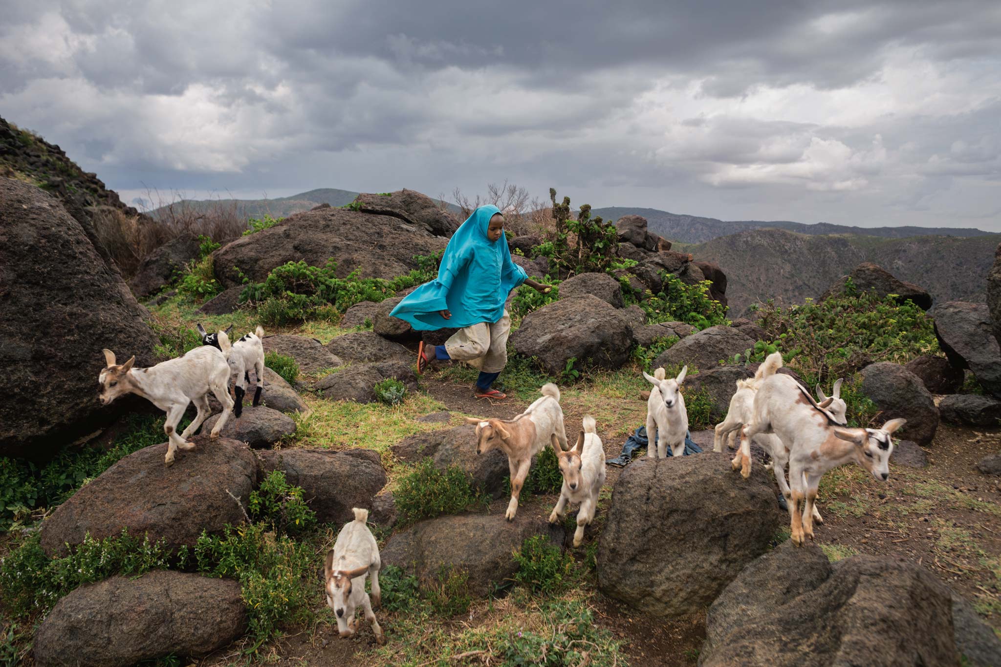 Picture of a girl tending goats in Somaliland