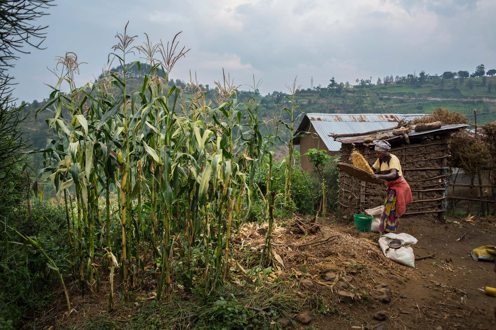 Picture of a woman winnowing soybeans in Rwanda