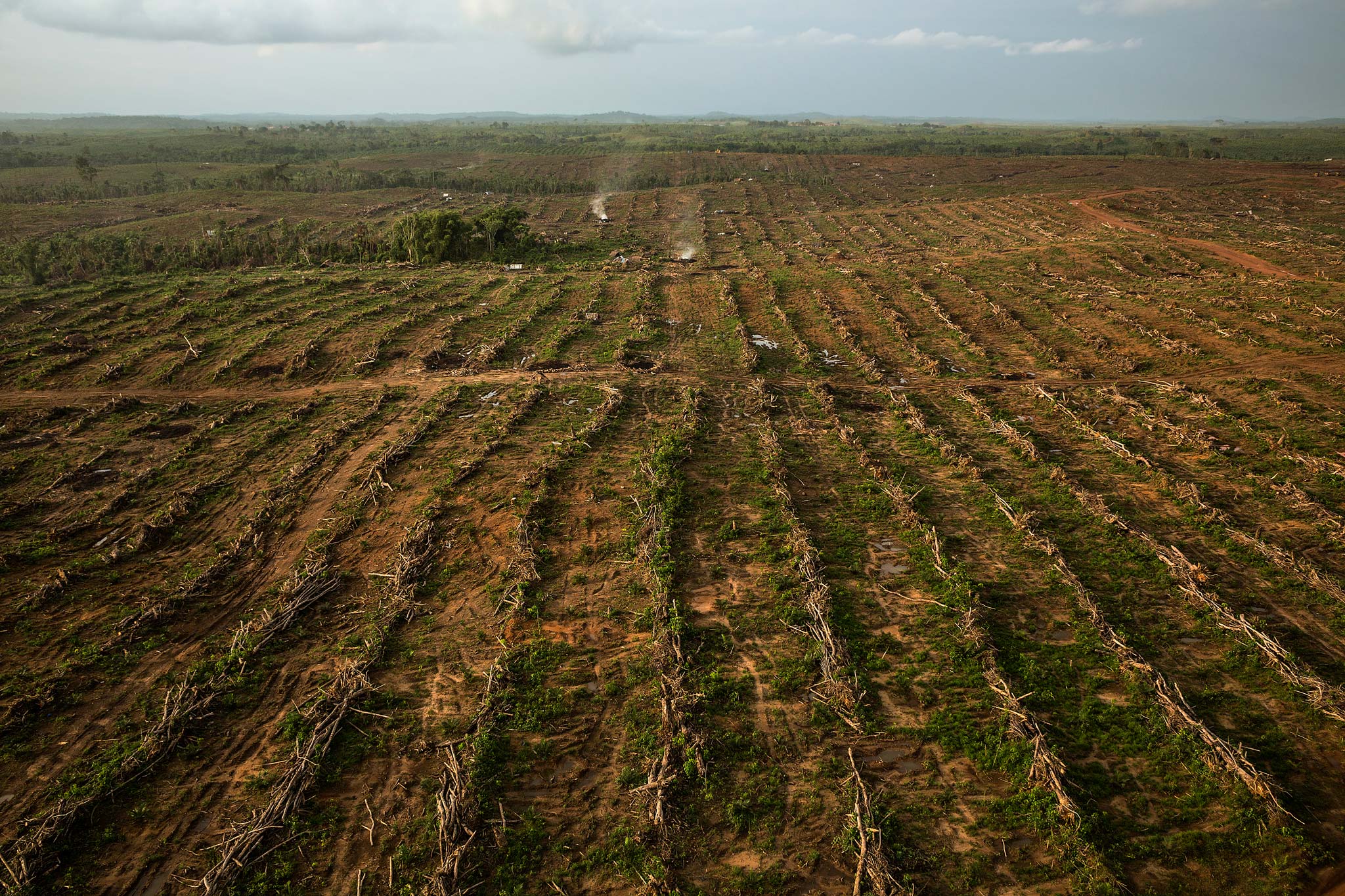 Picture of a former rubber plantation in Liberia