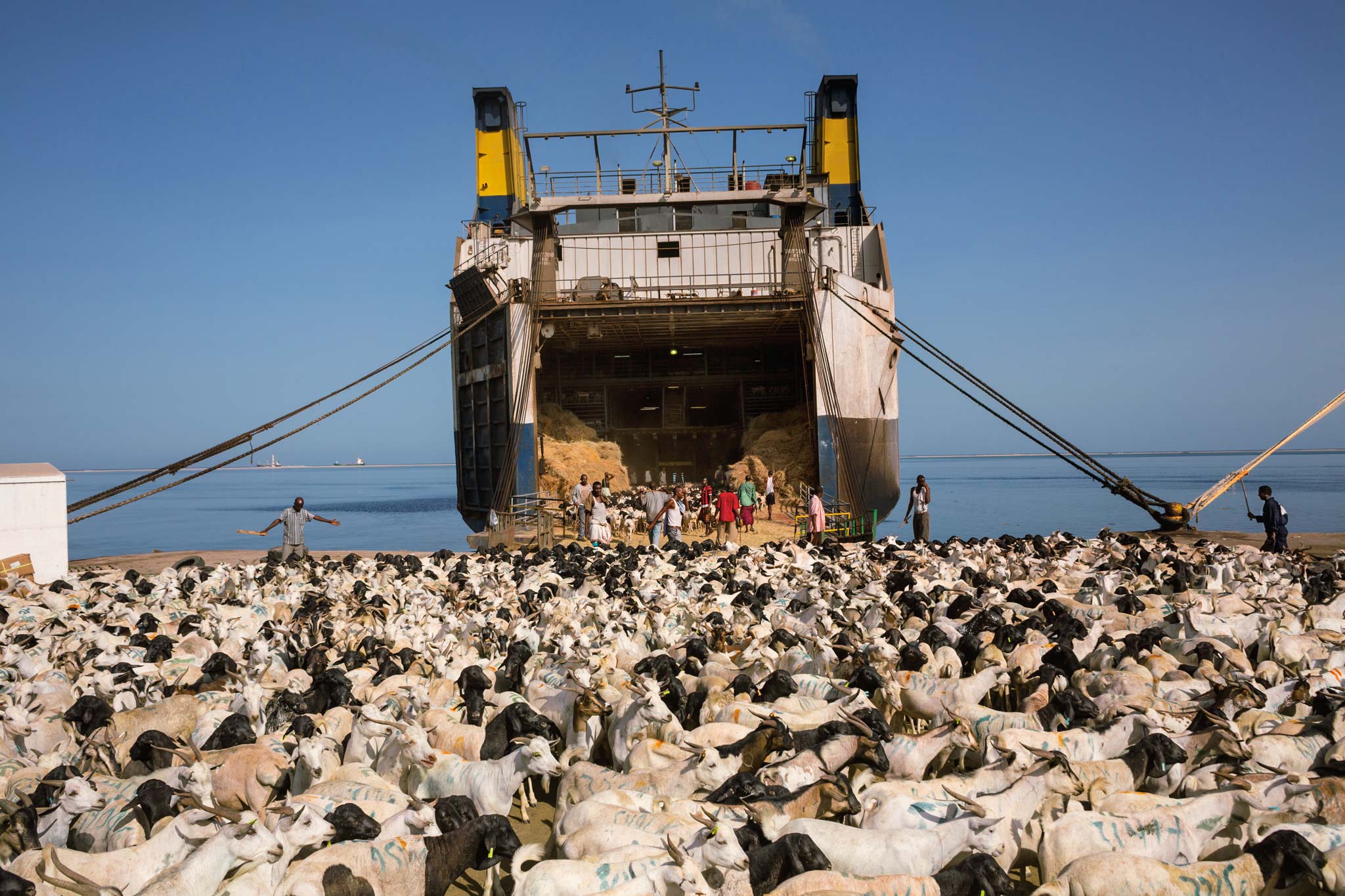 Picture of sheep being herded onto a ship in Somaliland