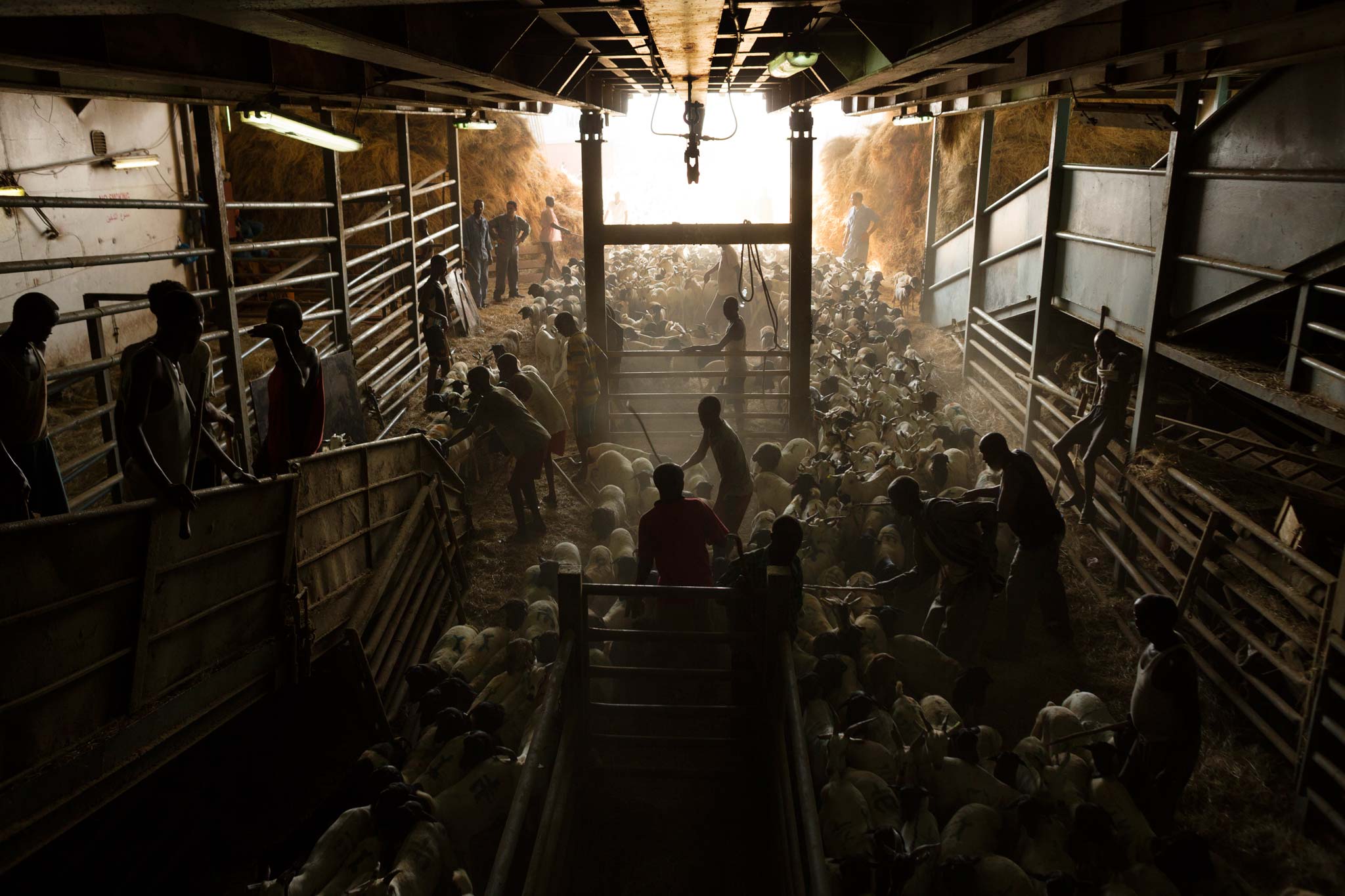 Picture of sheep being herded onto a ship in Somaliland