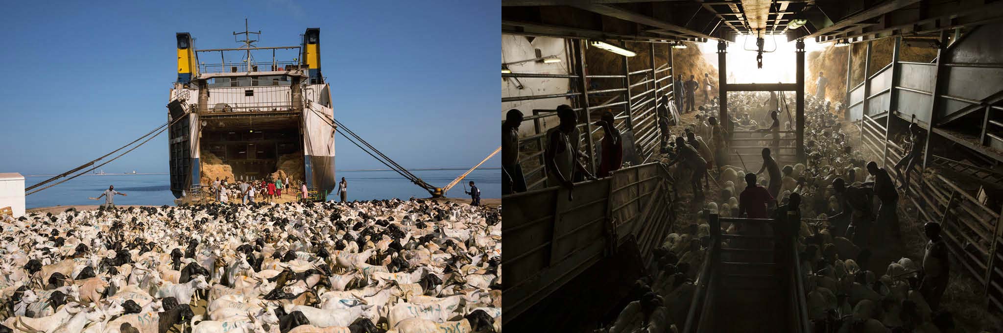 Picture of sheep being herded onto a ship in Somaliland