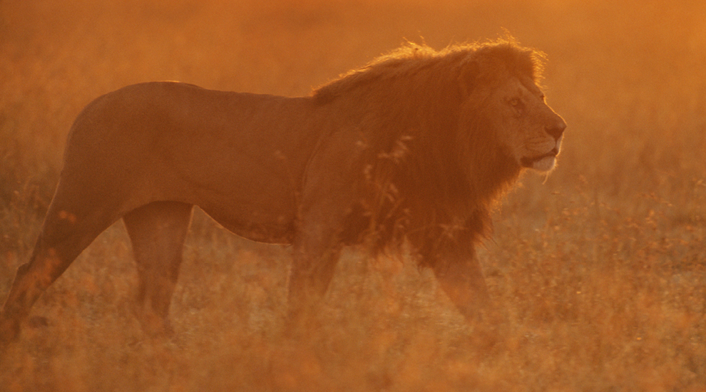Big cats initiative