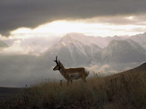 Antelope