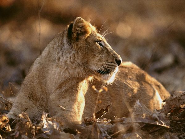 Asian Lion