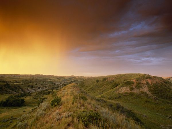 Grassland