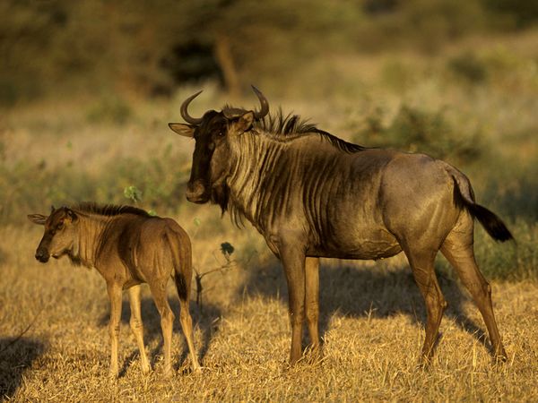 Wildebeest