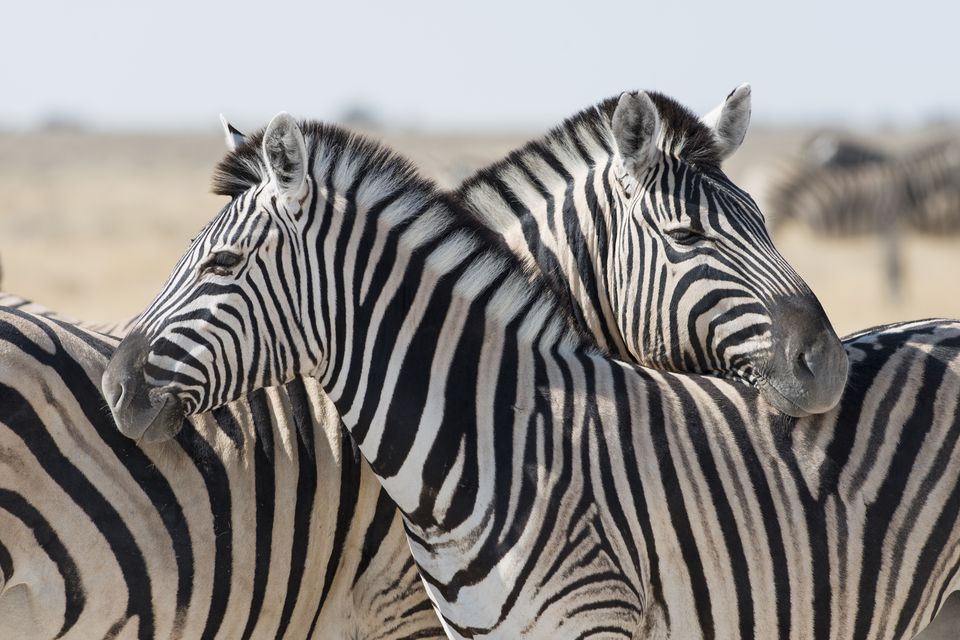 Zebra